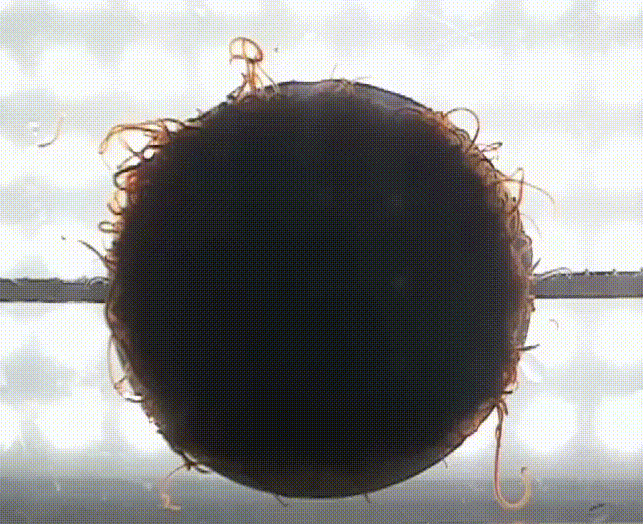 Active and Biological materials